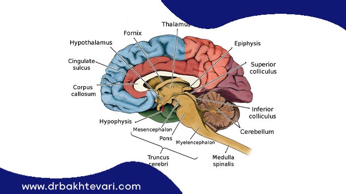 آناتومی مغز که جراح تومور مغز باید آنها را بشناسد