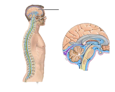مایع مغزی نخاعی چیست؟